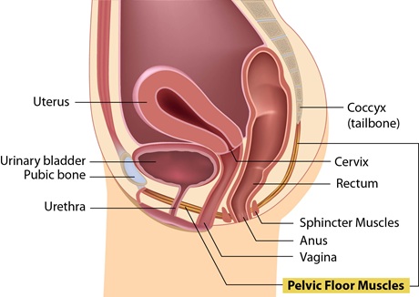 female_reproductive_anatomy